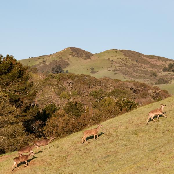 Portola Valley Ranch Portola Valley Ranch, a Firewise Community